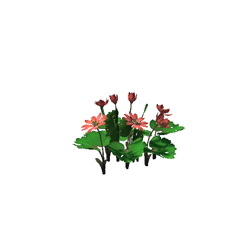 Flower_Sanguinaria canadensis4